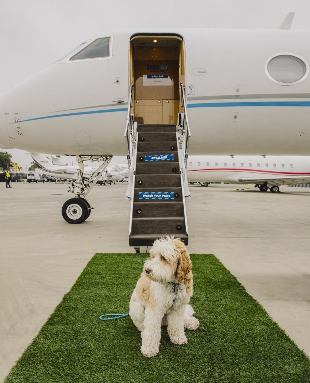 Elegant poodle in luxury resort accommodation