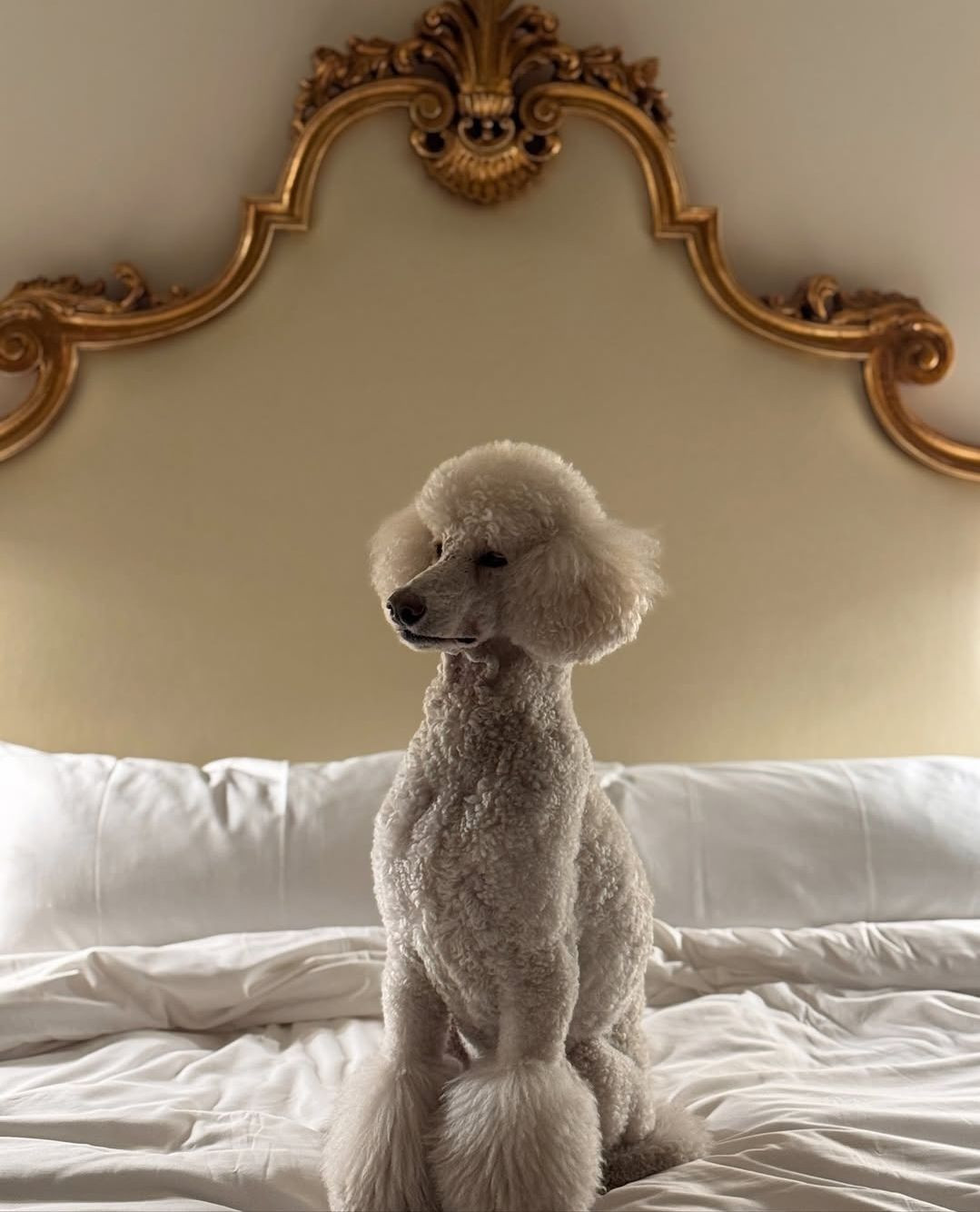 Poodle Luxury Accomodation